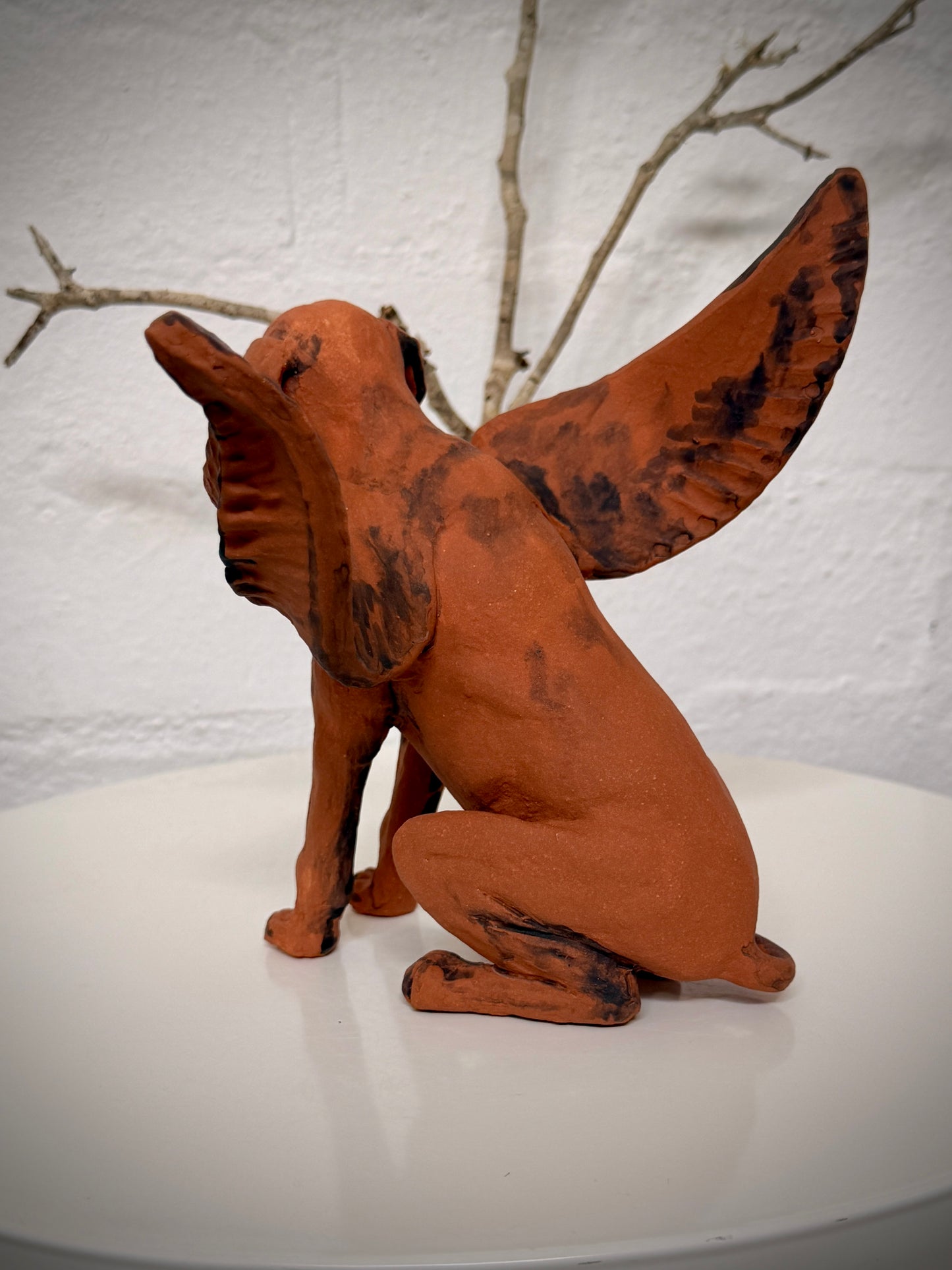 Winged Hungarian Vizsla dog