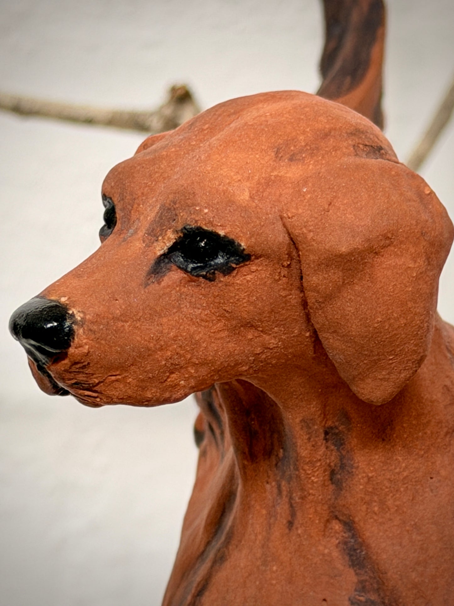 Winged Hungarian Vizsla dog