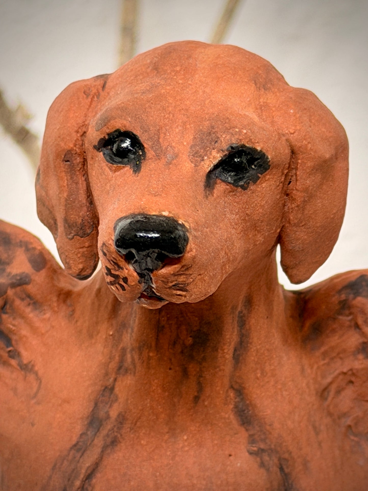 Winged Hungarian Vizsla dog