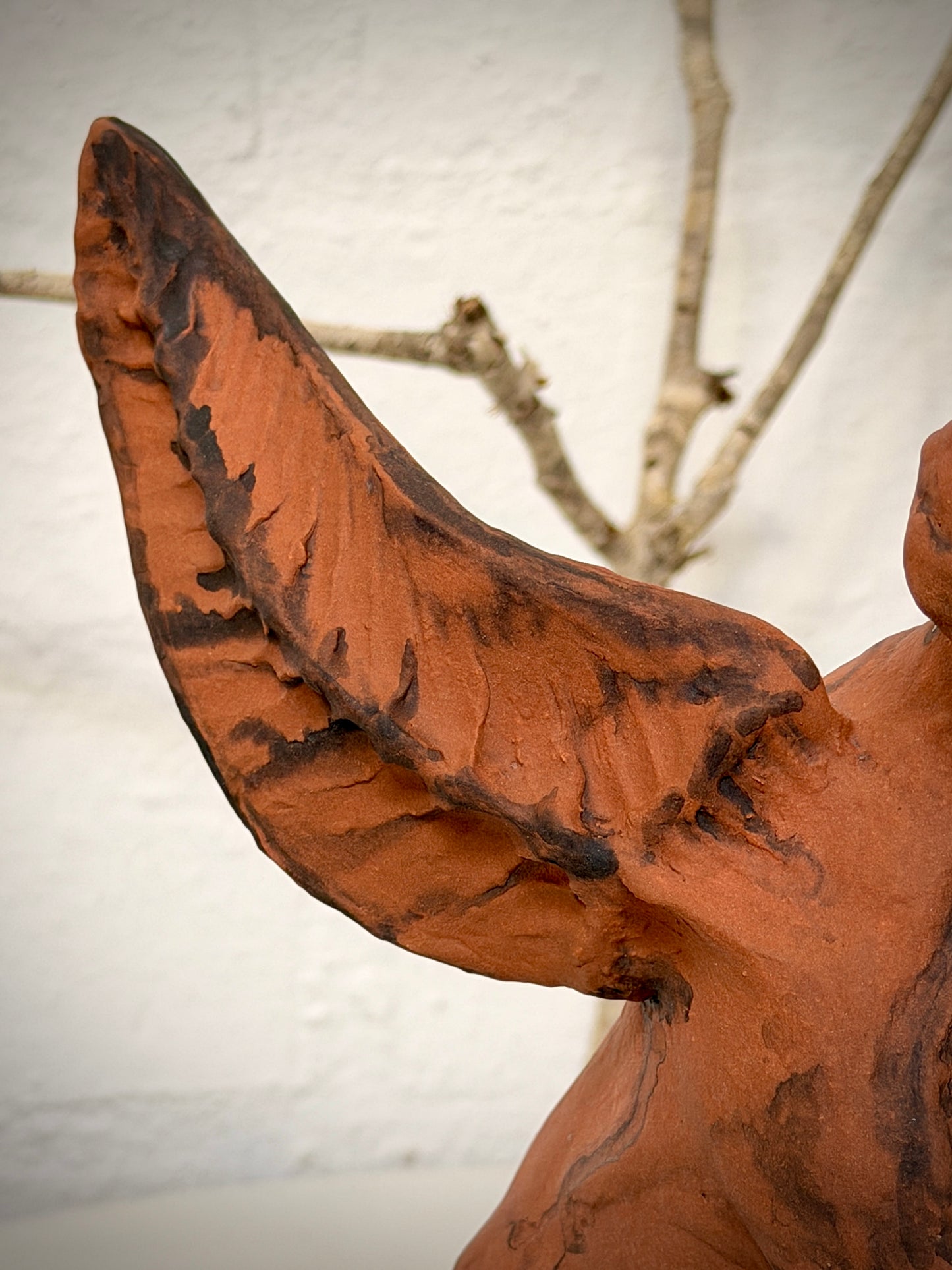 Winged Hungarian Vizsla dog